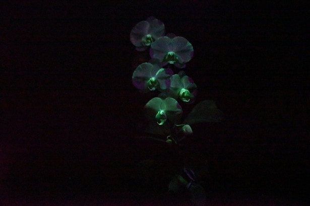 世界に1株しか存在しない「光るコチョウラン」
