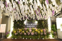 100万輪の蘭が咲き誇る｢世界らん展2026 -花と緑の祭典-｣が開催。「さまざまな蘭をご覧になって“蘭愛好家”になってほしい」と假屋崎省吾も絶賛