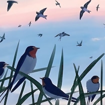 「住む場所がない…」 住宅難のツバメたちがスピーカーの上に巣を作る姿にSNSで共感の声が広がる【作者に聞く】