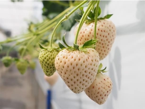 「真珠姫」。完熟の白桃やライチのような甘味が特徴の白いちご