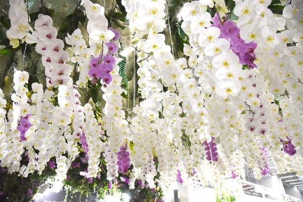 約100万輪もの蘭が集結！｢世界らん展2026 -花と緑の祭典-｣は国内最大級の蘭の祭典だ