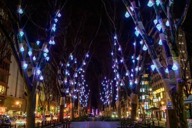 【写真】ケヤキ並木に宝石のような光が連なる「Prism Grove」。杜の都・仙台の夜景と調和する幻想的なライトアップ