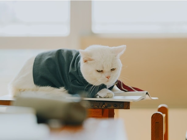 家谷家の飼い猫・ゴメス役の俳優猫・大福。制服姿で机に伏せる姿がなんとも哀愁漂う