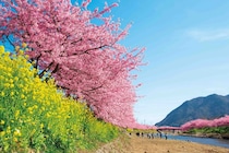 2月に楽しめる河津桜！今週末(2月14日・15日)に見頃を迎えそうな河津桜のお花見名所ガイド