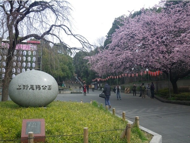「上野恩賜公園」桜が彩る上野恩賜公園の入口風景