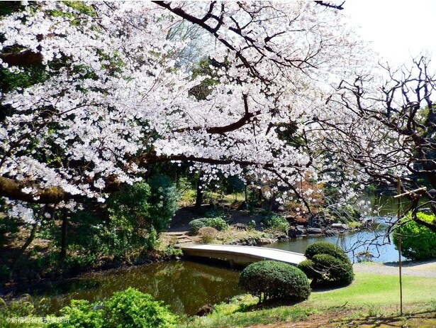 「新宿御苑」満開の桜が池のほとりを彩る春の風景