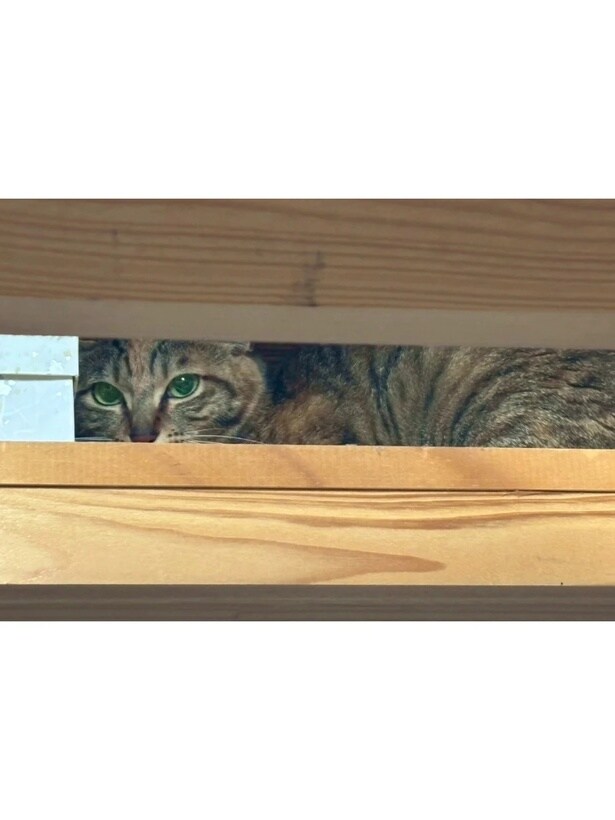 『飼い主をなくした猫と父』23