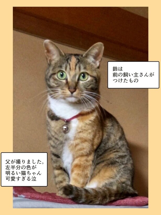 『飼い主をなくした猫と父』37