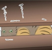 「飼い主を亡くした猫!?」保健所に連れていかれるところを保護し、格闘する日々「幸せになるんだよ！」愛猫家からのコメント届く【インタビュー】