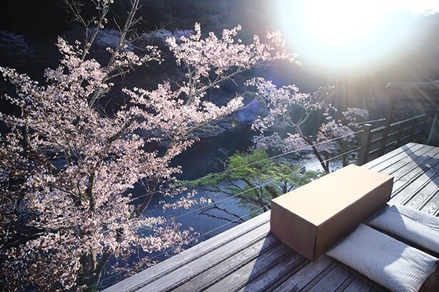 山桜を眺める空中茶室