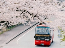 【星野リゾート】桜・食・温泉を満喫！360度の春景色で巡る、伊豆オープンバスツアーを開催