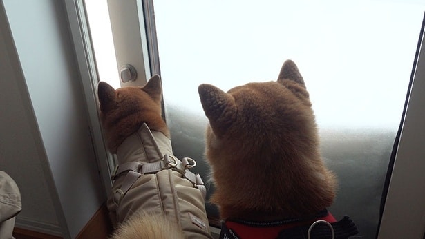 翌朝、あまりの積雪に庭へと続くドアが開かない…！