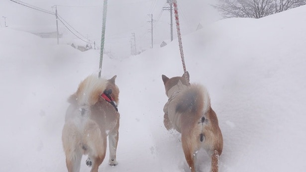妹柴のいちごと、2人(匹)仲良く並んでお散歩