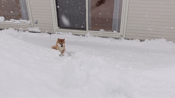 まだまだ遊び足りないので、庭へ繰り出すはちくん