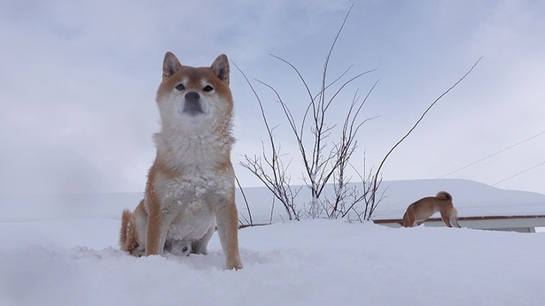 高いところが大好き！