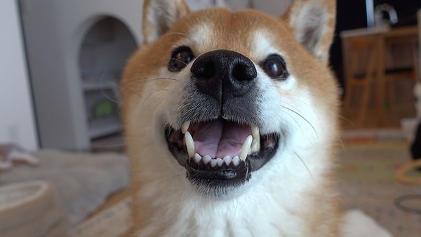 大雪の日が続く青森県　雪大好きな柴犬・はちくんも、あまりの積雪に困惑気味!?