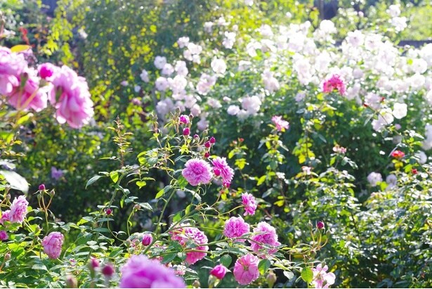 バラを中心に四季折々の花を楽しめる人気スポット「横浜イングリッシュガーデン」