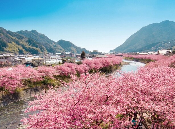 空と濃いピンク色のコントラストが美しい/河津川沿桜並木の桜(※写真は過去の様子)