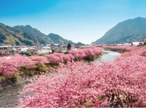 早咲き河津桜の名所・静岡県河津町で2026年の見頃到来中！今週末までは満開が続く予想