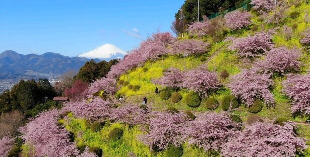広い苑内の標高差(標高230～285メートル)で味わう景観はここならでは/あぐりパーク嵯峨山苑の桜