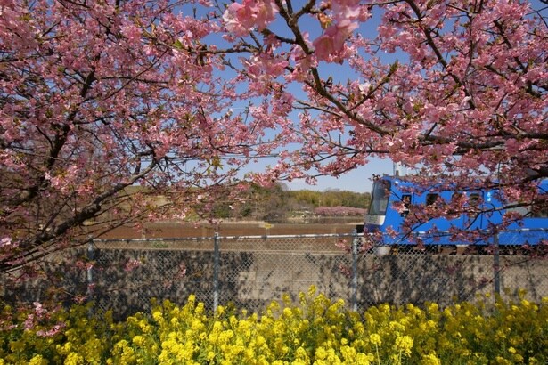 みうら観光写真コンクール「最優秀賞」の河津桜と京急電車/三浦海岸の河津桜