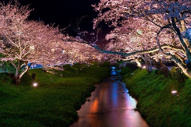 玉湯川の桜並木の様子