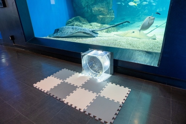 カクレクマノミの移動式水槽も配置。隣で記念撮影もできるフォトスポットとして準備された