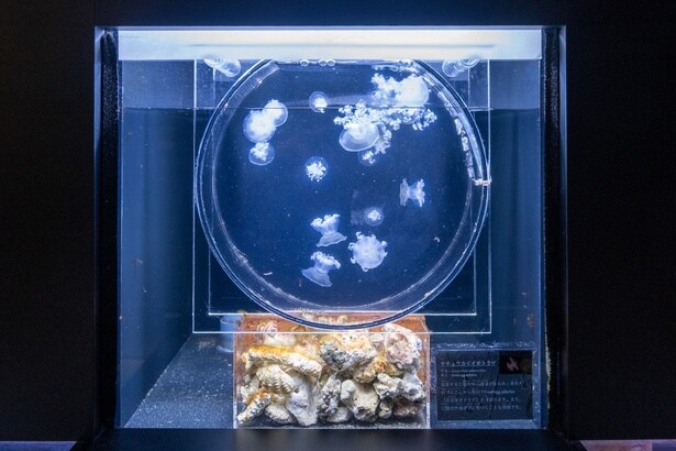 小さなミズクラゲもリトルライフでゆらゆらと泳いでいた。大きくなったら大きな水槽で展示される