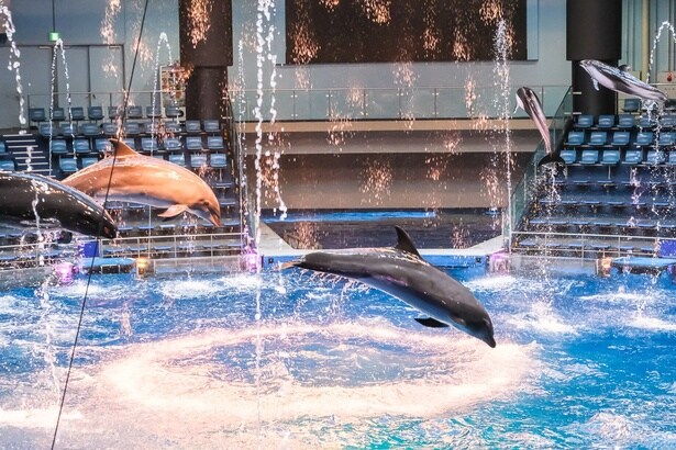 音楽や光の演出は、いつもと異なる特別仕様でお届け。でも、イルカのジャンプはいつ見ても大迫力！