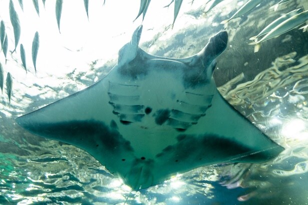 「ワンダーチューブ」の上を優雅に泳ぐマンタ