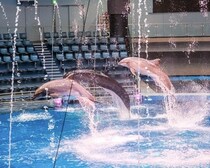 はじめての水族館は、ここから。マクセル アクアパーク品川で0〜1歳の子どもと家族限定のイベント「ファーストアクアリウム」が開催