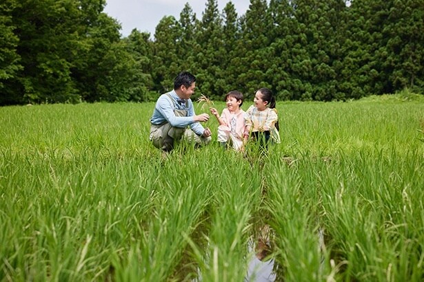 田植え、除草体験