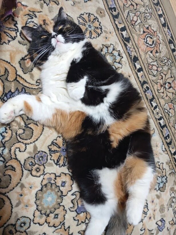 マダムリリー、ホットカーペット初体験03