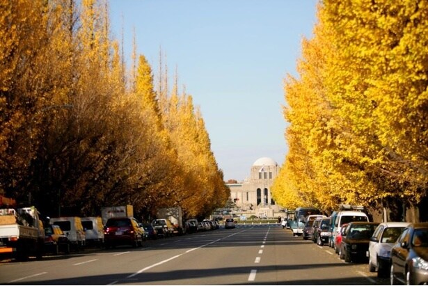 「明治神宮外苑」紅葉の季節にはイチョウ並木が美しく彩る