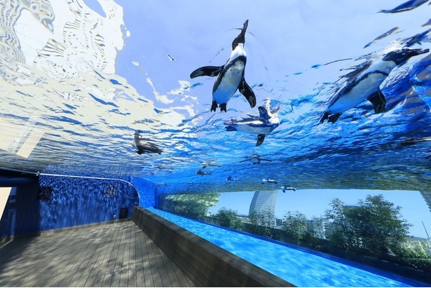 「サンシャイン水族館」大空を飛ぶように泳ぐ「天空のペンギン」
