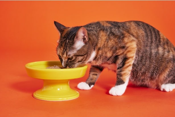 「毎日の食事」を気遣うことは愛猫への一番のラブレターなのかもしれない