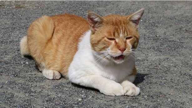 2月22日は「猫の日」。1987年、愛猫家の学者や文化人などで構成される猫の日実行委員会と、ペットフード工業会(現:ペットフード協会)によって制定された