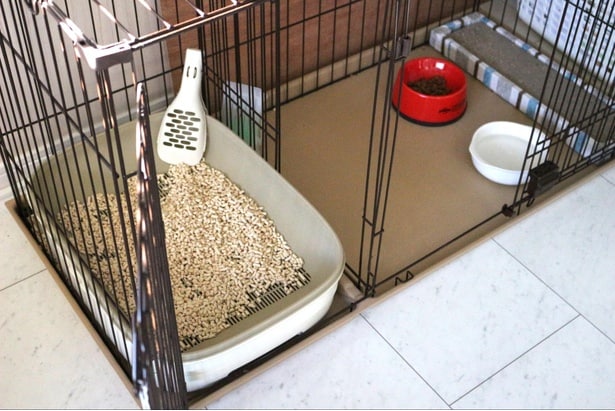水とご飯を近くに置く習慣がある飼い主も少なくないはず