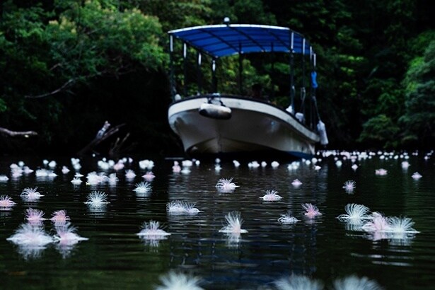 クルーズの様子