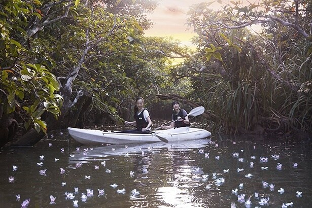 カヤックでサガリバナの川を進む様子