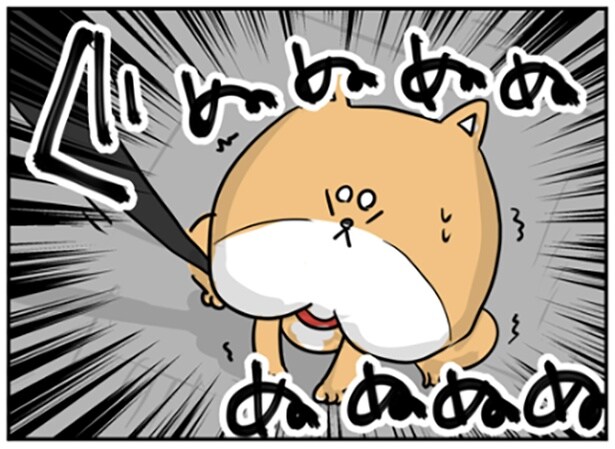 リードを引っ張られても動かない柴犬