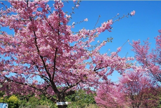 河津桜と彼岸桜/小田原フラワーガーデンの桜