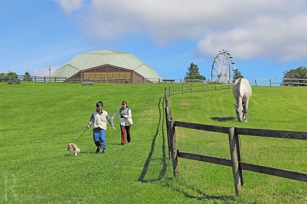 愛犬も入場できる「マザー牧場」