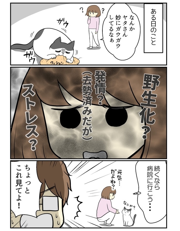 「猫の乳歯をみつけたら」01