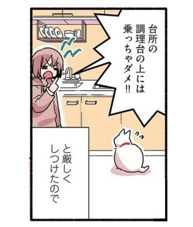 当たり屋してくる猫_P02