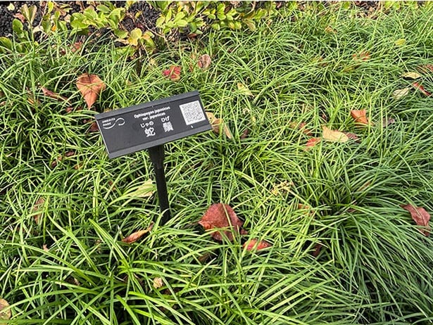 この草に名前がついていたことを初めて知る人もいるのでは