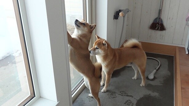 Qちゃんのお出迎えに行きたいはちくんと妹柴のいちご