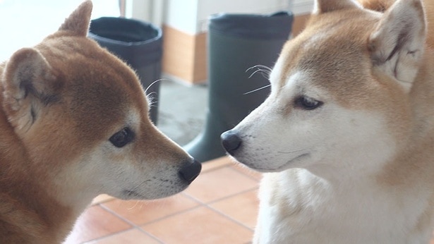 はちくんの家で、柴犬まみれのお泊まり会開催!
