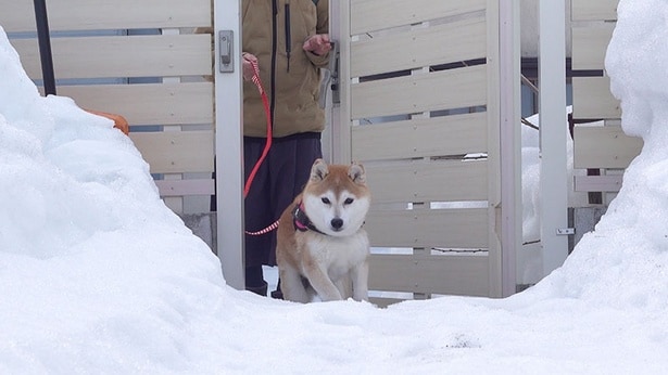 Qちゃんが来た!