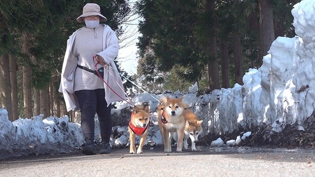 柴犬3匹でお散歩!